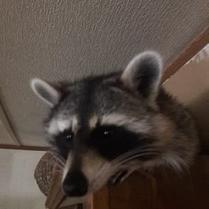 Meet your Posher, Dave